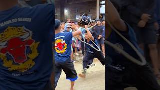 Banteng Ngamok Kesurupan Demit