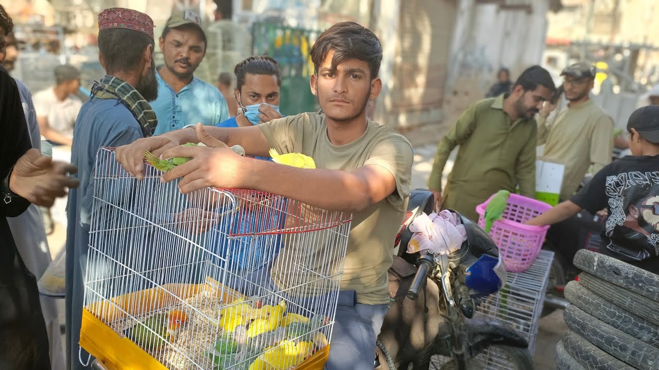 Sunday Lalukhet Market 22_2_2026 Farhan birds YouTube channel