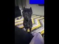Boosie with a few words after his Cane Corso Chased Off a Burglar from entering his home