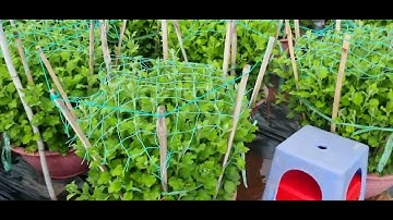 Bông cúc đại đóa tết 2024(11/11âl)#cucdaidoa #ToanNguyen#0335390179