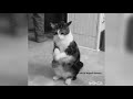 Funny cats