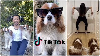 FUNNY TIKTOK VIDEO COMPILATION // Funny Dogs Cavalier King Charles