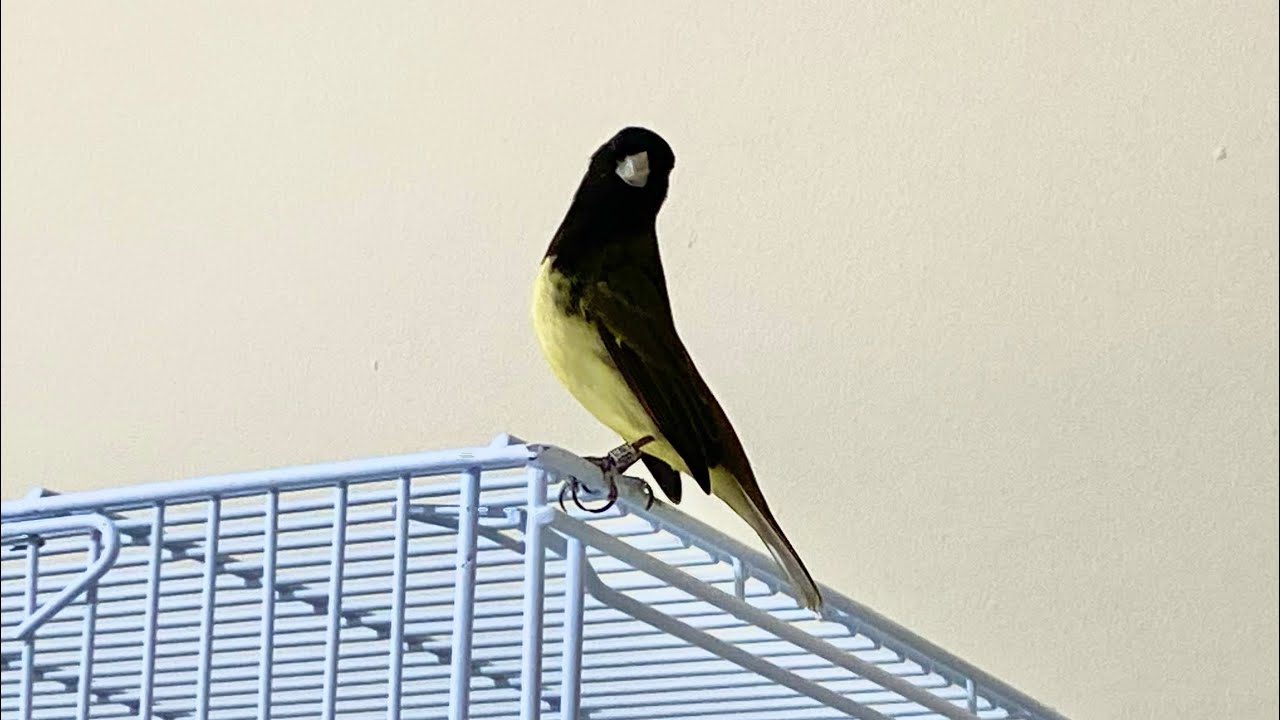 FAZENDO UM CASAL DE PAPA-CAPIM BAIANO NA MESMA GAIOLA