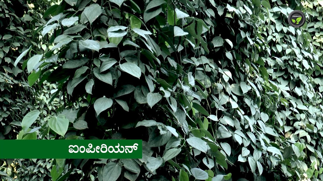 ತೋಟದಲ್ಲಿ ಕಾಳುಮೆಣಸಿನ ತಳಿಗಳು ಭಾಗ -1 ಡಾ. ವೇಣುಗೋಪಾಲ | Varieties of Black Pepper Part - 1