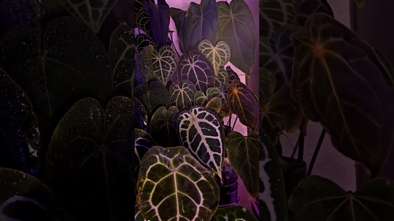 안스리움 물주기 Anthurium Aroid Jungle 