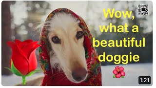 Must See !!!  Doggie is so insanely beautiful !😘 Can’t take my eyes off you!