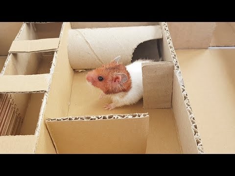 funny-hamsters-playing-in-the-two-longest-maze-ever