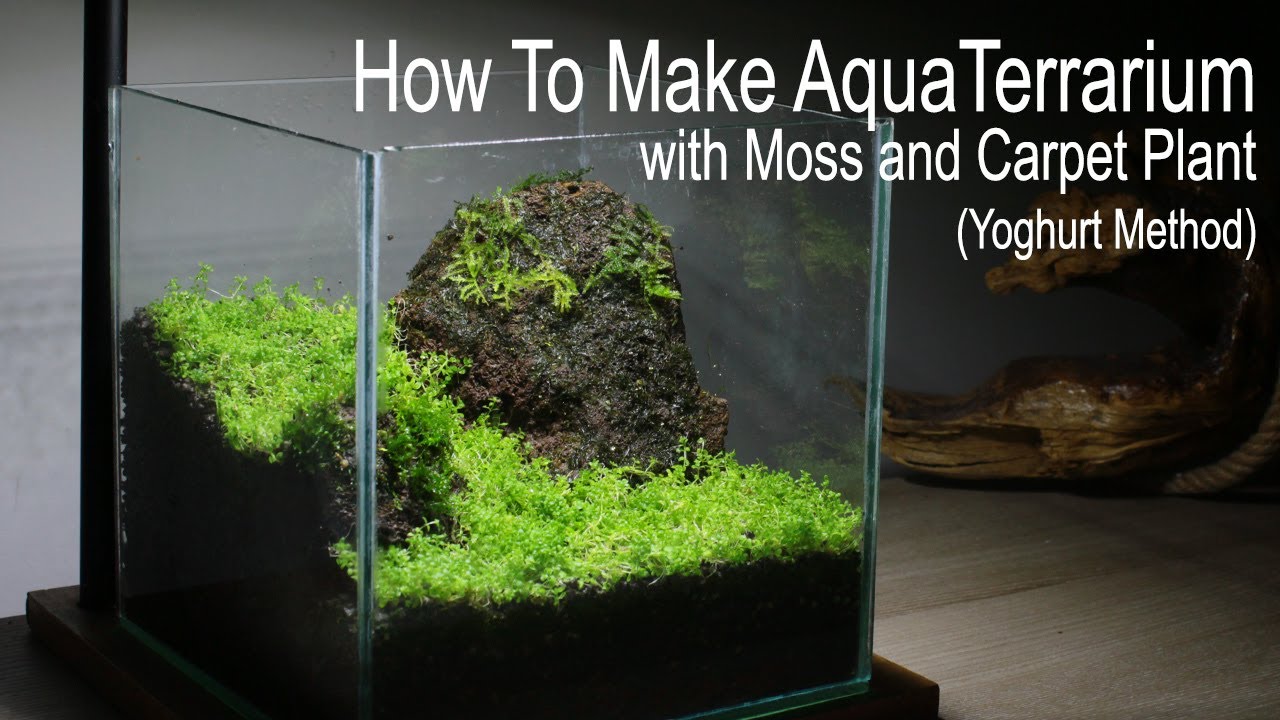 How To Grow Java Moss Carpet On Sand In A RIGHT WAY?