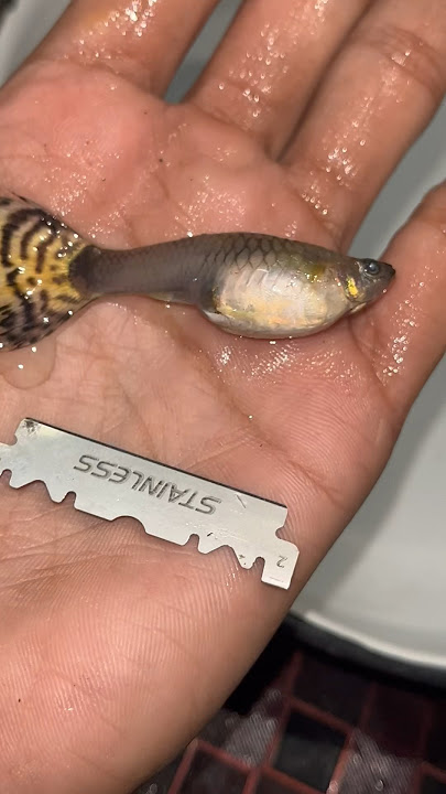 Guppy Fish ka operation kar k bache bahar nikale #guppybreeding #aquarium #petsvlog #guppyfry #pets
