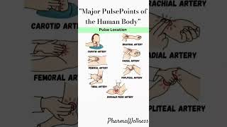 Major Pulse Points of the Human Body#shorts #viralvideo