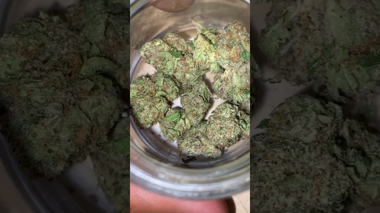 Backpackboyz Lemon Cherry Gelato Strain 🍋🍋🍋