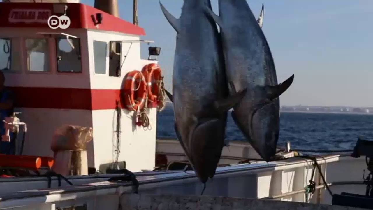 Pesca de almadraba