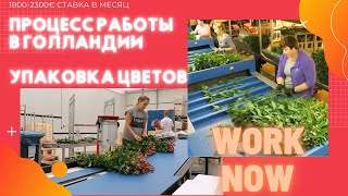 Работа на цветах в Голландии 🇳🇱 Как это происходит? | Work Now