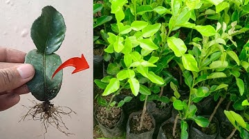New skills! How to propagate kaffir lime tree from kaffir lime leaves in pot
