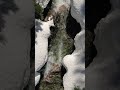 Mountain Drone Shots at Snoqualmie Pass