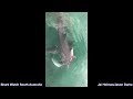 Dolphin Gets Mauled by Two Great White’s Before Larger Shark Steals Catch | Smoky Bay 15/08/18