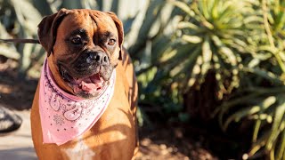 Boxer Dog Got Talent Howling Harmonies in Perfect Harmony!