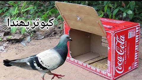 Easy Underground Pigeon Trap Using Paper And Can_ How To Make Bird Trapkabut