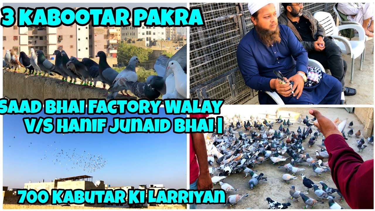 3 kabootar pakra | Saad Bhai Factory Walay V/S Hanif Junaid Bhai | 700 Kabutar Ki Larriyan | pigeon
