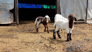 Kuzuların Sesi Belgesel Formatındaki Ilk Deneyim Devamı Gelecek