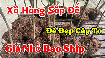 Xã Hàng Sắp Đế GIá Rẻ Bao Ship Lh 0907094566(Zalo)