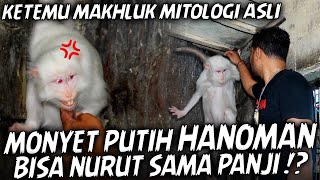 BUKAN MITOS  !! HANOMAN PUTIH LANGKA.. GA BISA DIKEMBANG BIAKAN !? AWALNYA GA BERSAHABAT..