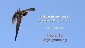 COMMON SWIFT - In flight grooming - FIGURE 13 : Legs grooming