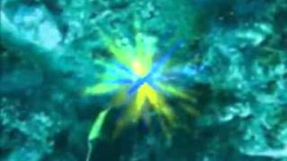 JOEL KAVIR - zig zag frenetico -