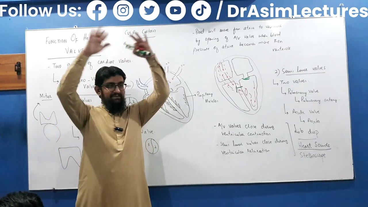 Papillary Muscles and Chorda Tendinea