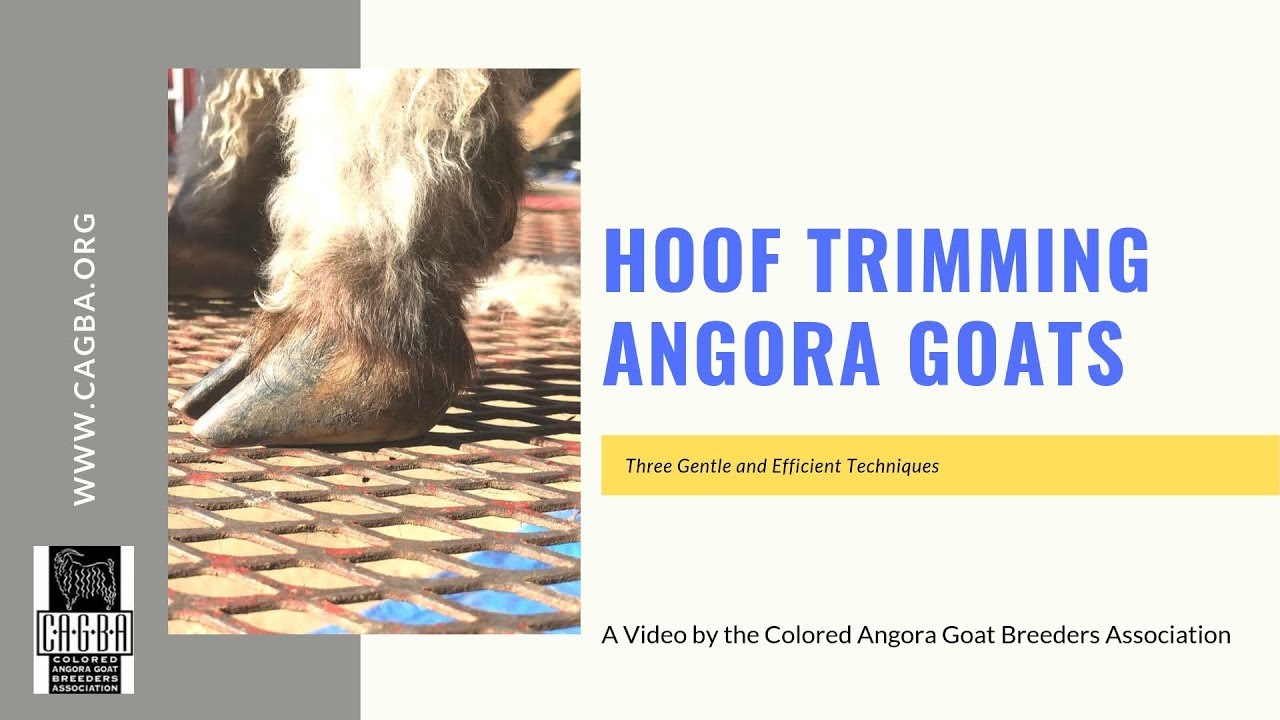 Hoof Trimming Goats with Dr. Ellie Gregory HOOF Anatomy, Trimming