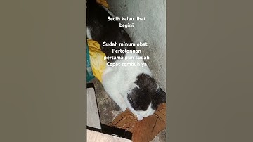 Semoga lekas sembuh ya #kitten #kucing #cat #kucingkampung #cute #kucingkeracunan