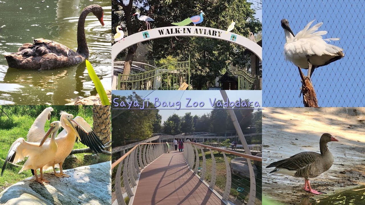 Sayaji Baug Zoo Kamati Baug Zoo Vadodara Part 1 Walk in Aviary