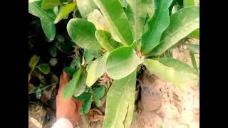 اكثار الايفوربيا ( شوكة المسيح ) / How to propagate Euphorbia Milii plant / how to grow euphorbia