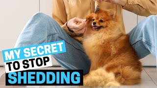 Why do Pomeranians Shed So much? (What To Do?)