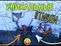 ЭТО БЫВАЕТ? КУРЫ И ИНДЮКИ С УНИКАЛЬНЫМИ ПРИВЫЧКАМИ!