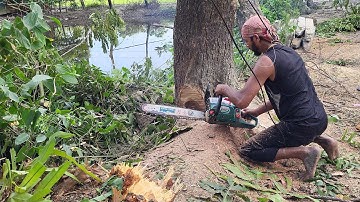 Amazing Fastest Skill Huge Tree Felling With Chainsaw | Dangerous Stihl Chainsaw Cutting Tree Down