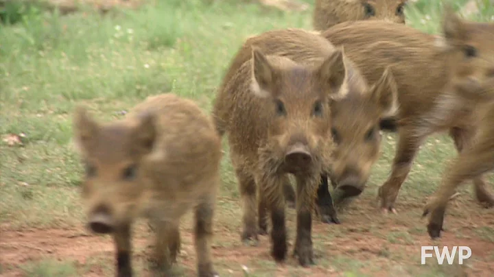 Feral Pigs