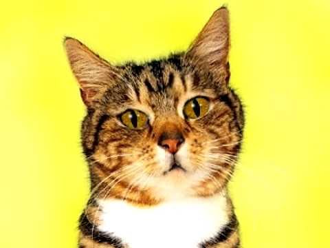 Video: 5 Najpopularnijih Knjiga O Mačkama Za Praznike