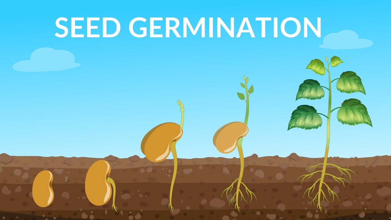 Seed Germination | How Does A Seed Become A Plant - YouTube