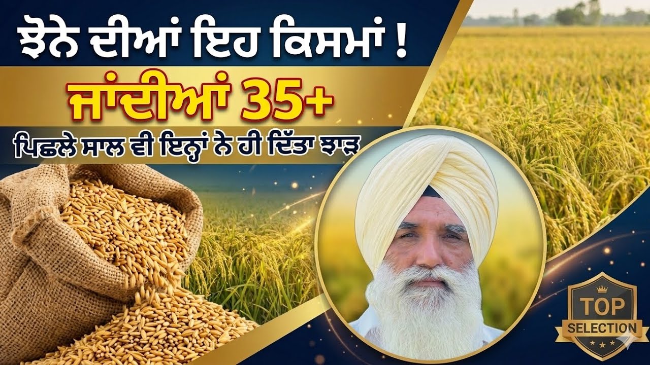 ਝੋਨੇ ਦੀਆਂ ਸਭ ਤੋਂ ਵੱਧ ਝਾੜ ਵਾਲੀਆਂ ਕਿਸਮਾਂ। ਪਿਛਲੇ ਸਾਲ ਇਹਨਾਂ ਦਾ ਹੀ ਰਿਹਾ ਸੀ ਵਧ ਝਾੜ।