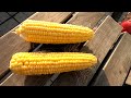 Как вырастить хорошую кукурузу