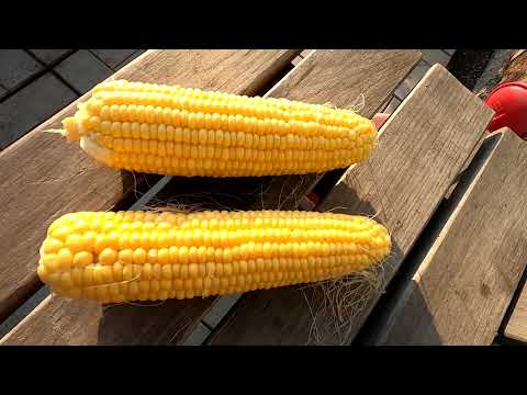 Видео: Советы по выращиванию кукурузы в саду