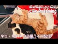【ネコ・ネル ねこ部屋配信】NN Cat Room Live Streaming 260627