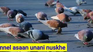 kabutar ke tibbi fayde कबूतर का मीट खाने के फायदे | pigeon meat health benefits |ASAAN UNANI NUSKHE