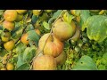 Ball sundari apple ber ki kheti apple farming