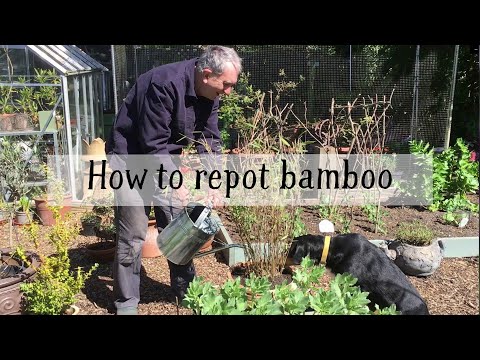 Wideo: Czy przesadzasz bambus?