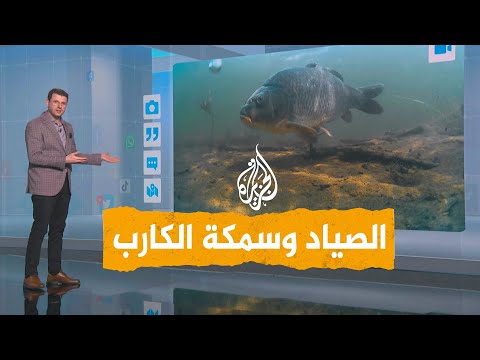 شبكات صياد سوري يطلق سمكة عملاقة بسبب بيضها