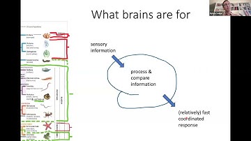 Café Scientifique:   Brain Mapping, Brain Function and Evolution