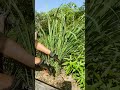 秋のお庭でレモングラスを収穫 #ガーデニング #庭作業 #家庭菜園
