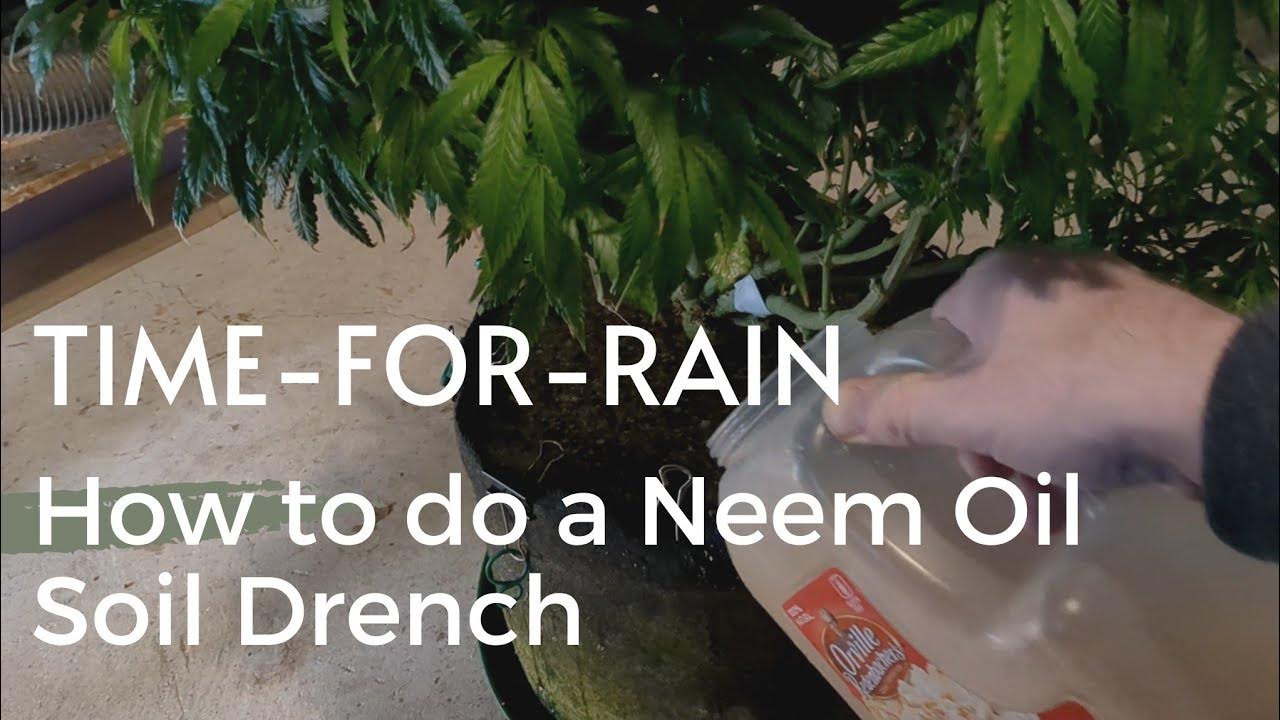 Neem Oil Soil Drench Preventative measure against aphids YouTube